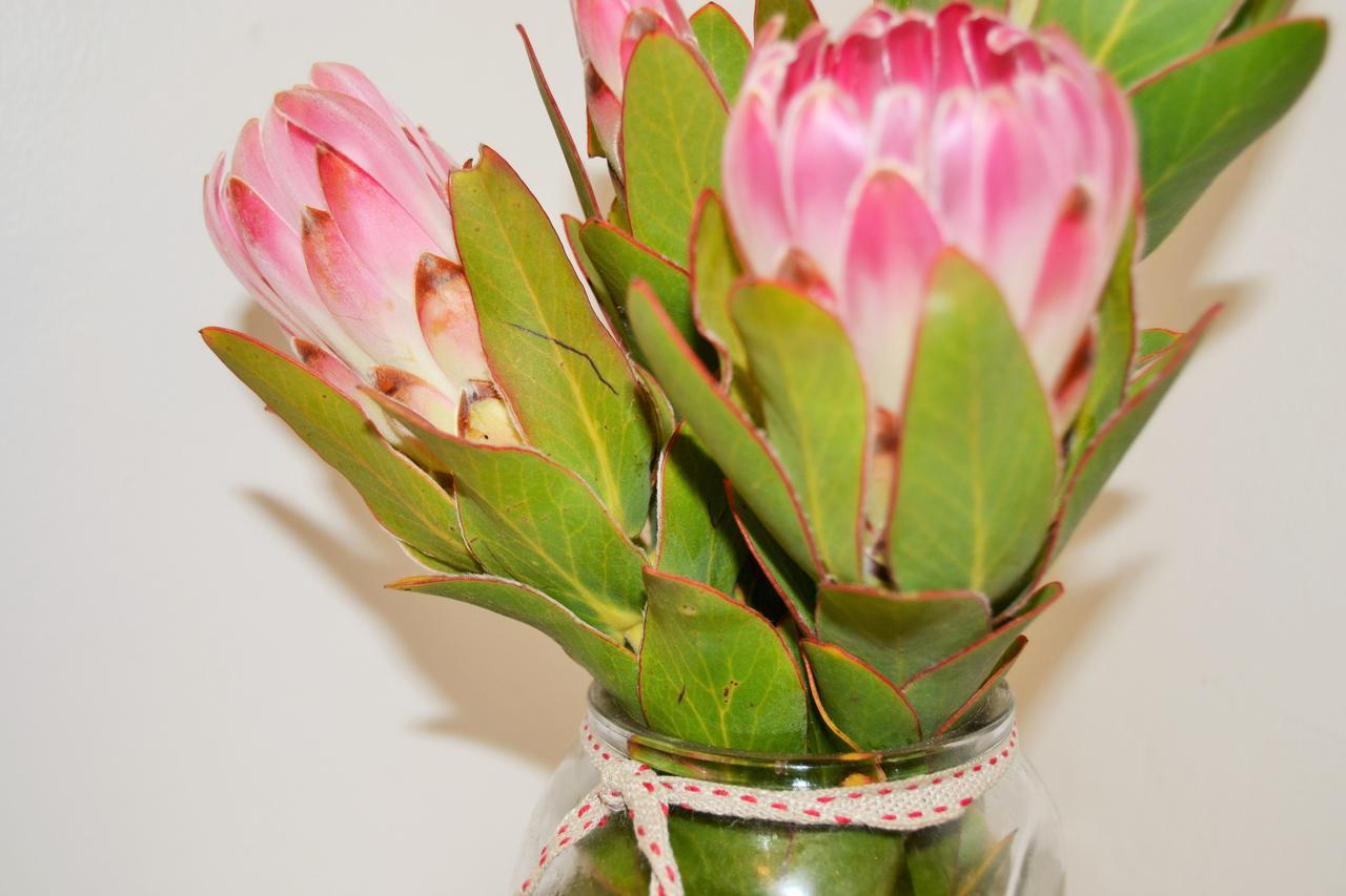 Agulhas Heights Self-Catering Cottages Esterno foto
